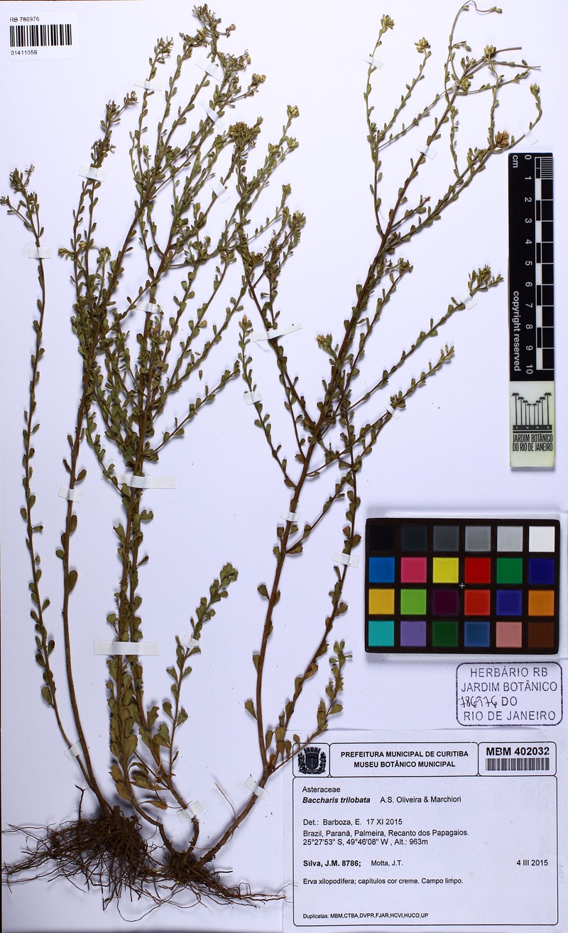 Baccharis trilobata photo 5