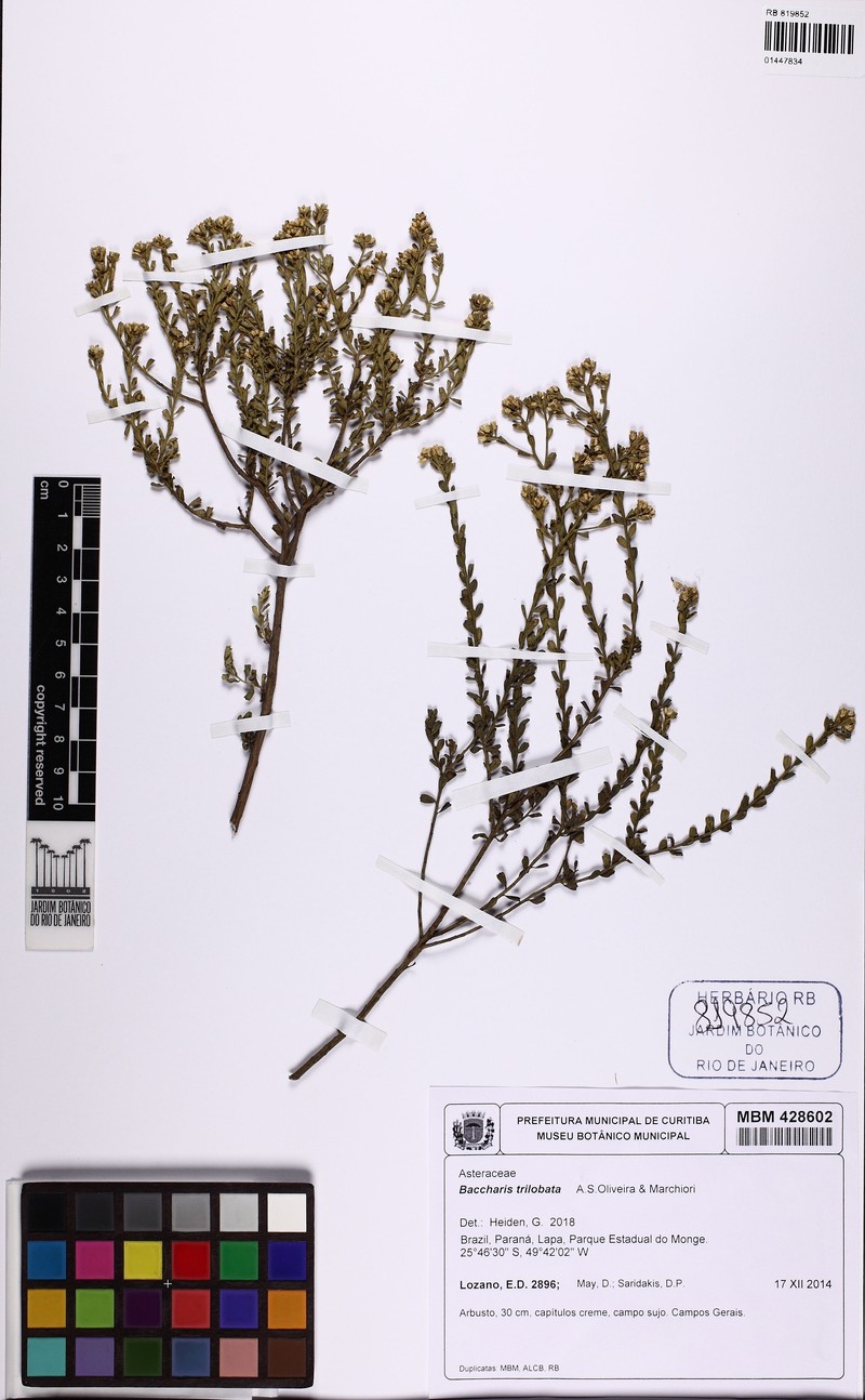 Baccharis trilobata photo 6