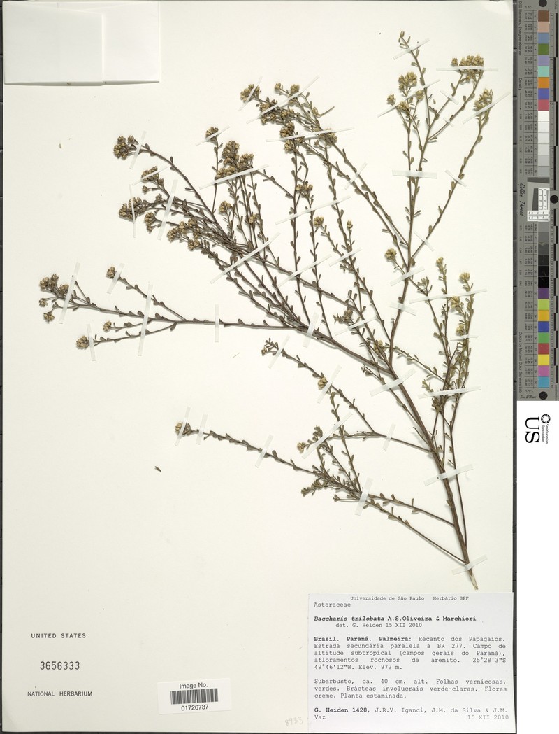 Baccharis trilobata photo 8