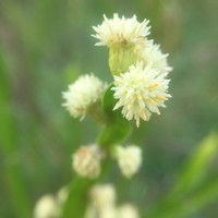 Baccharis trimera