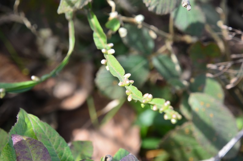 Baccharis trimera photo 4