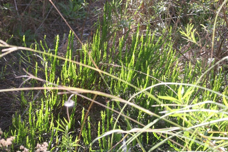 Baccharis trimera photo 5