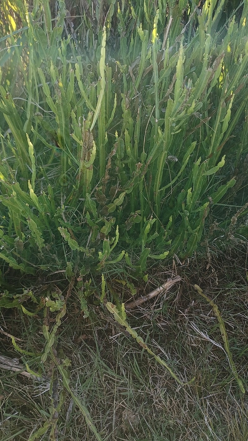 Baccharis trimera photo 6