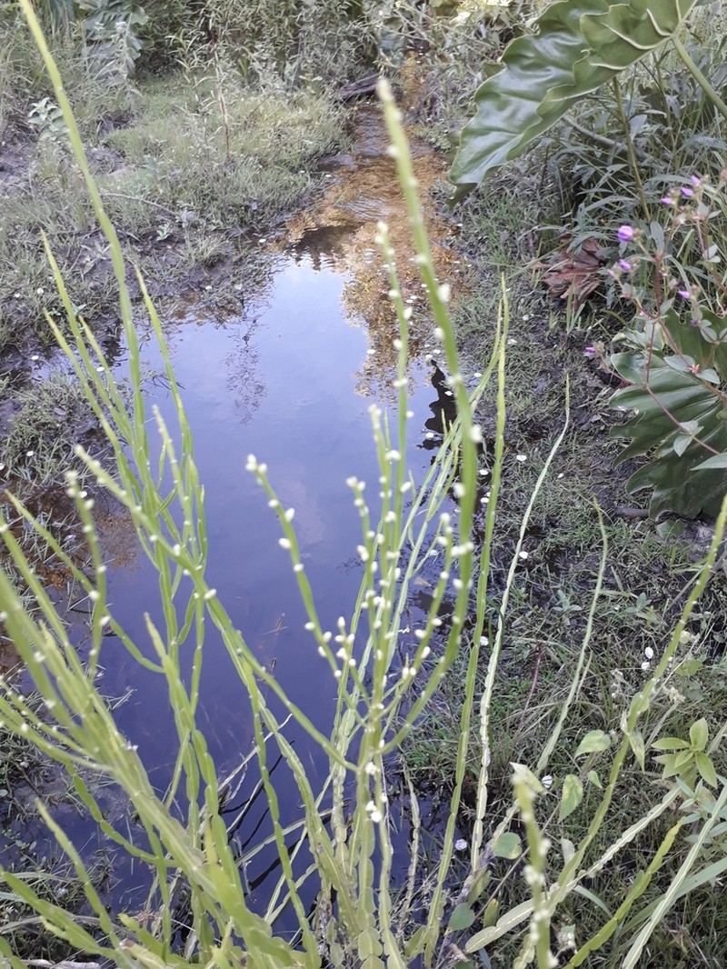 Baccharis trimera photo 7