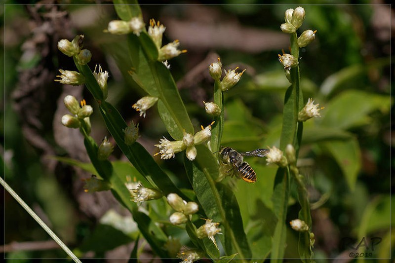 Baccharis trimera photo 8