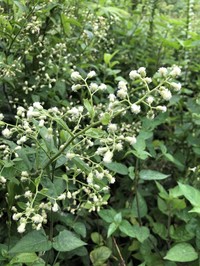 Baccharis trinervis