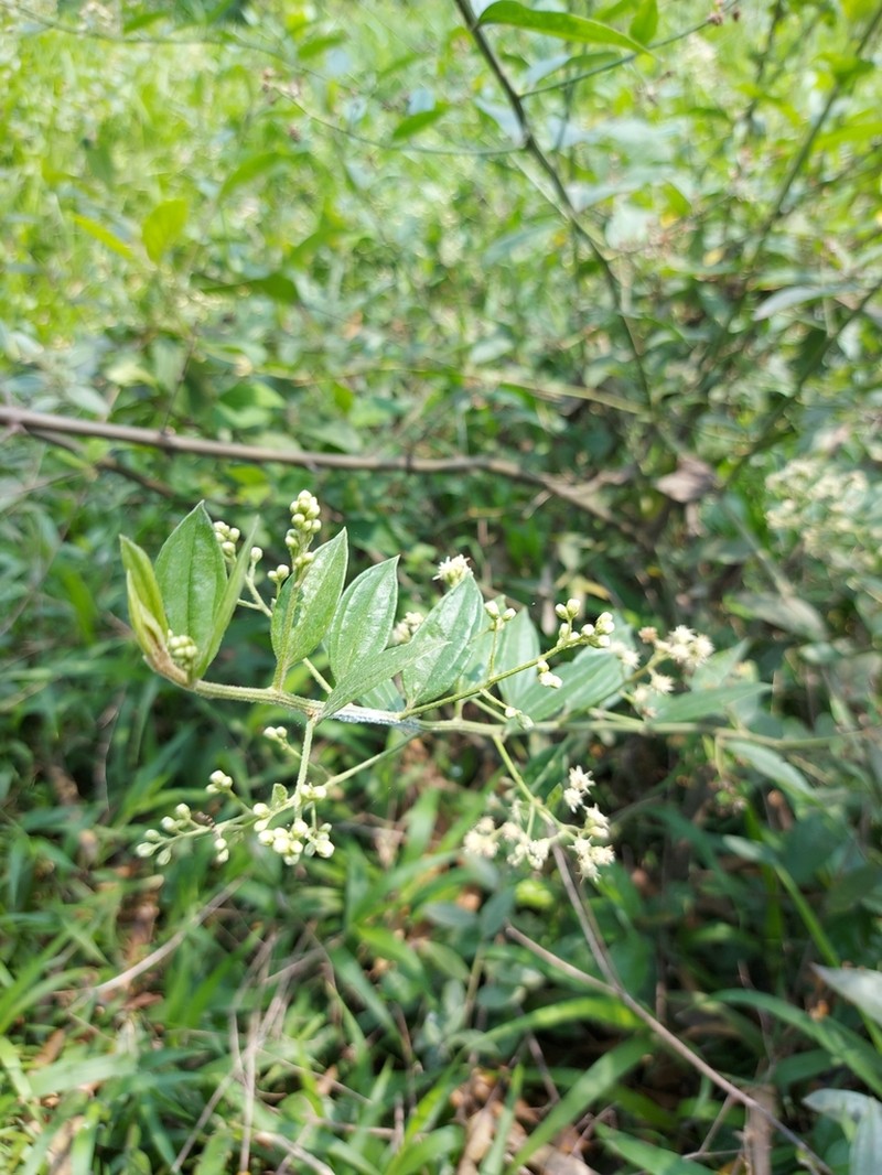 Baccharis trinervis photo 3