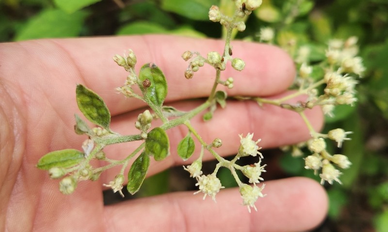 Baccharis trinervis photo 4