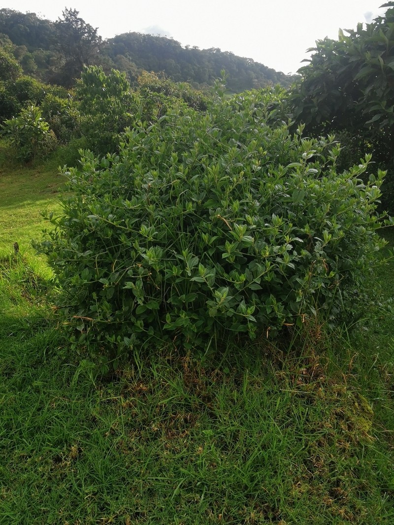 Baccharis trinervis photo 5