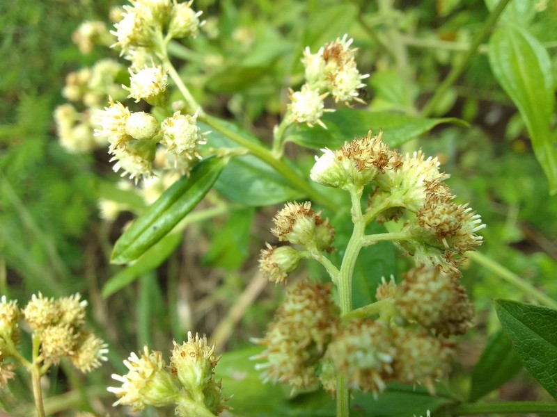 Baccharis trinervis photo 6