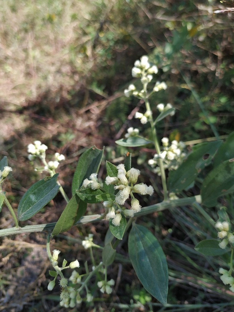 Baccharis trinervis photo 7