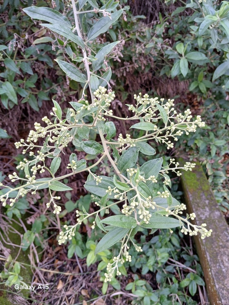 Baccharis trinervis photo 8