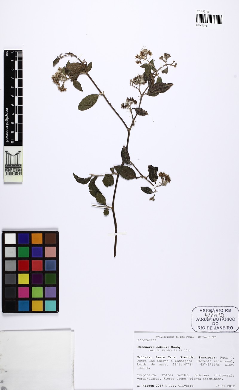Baccharis trinervis var. debilis