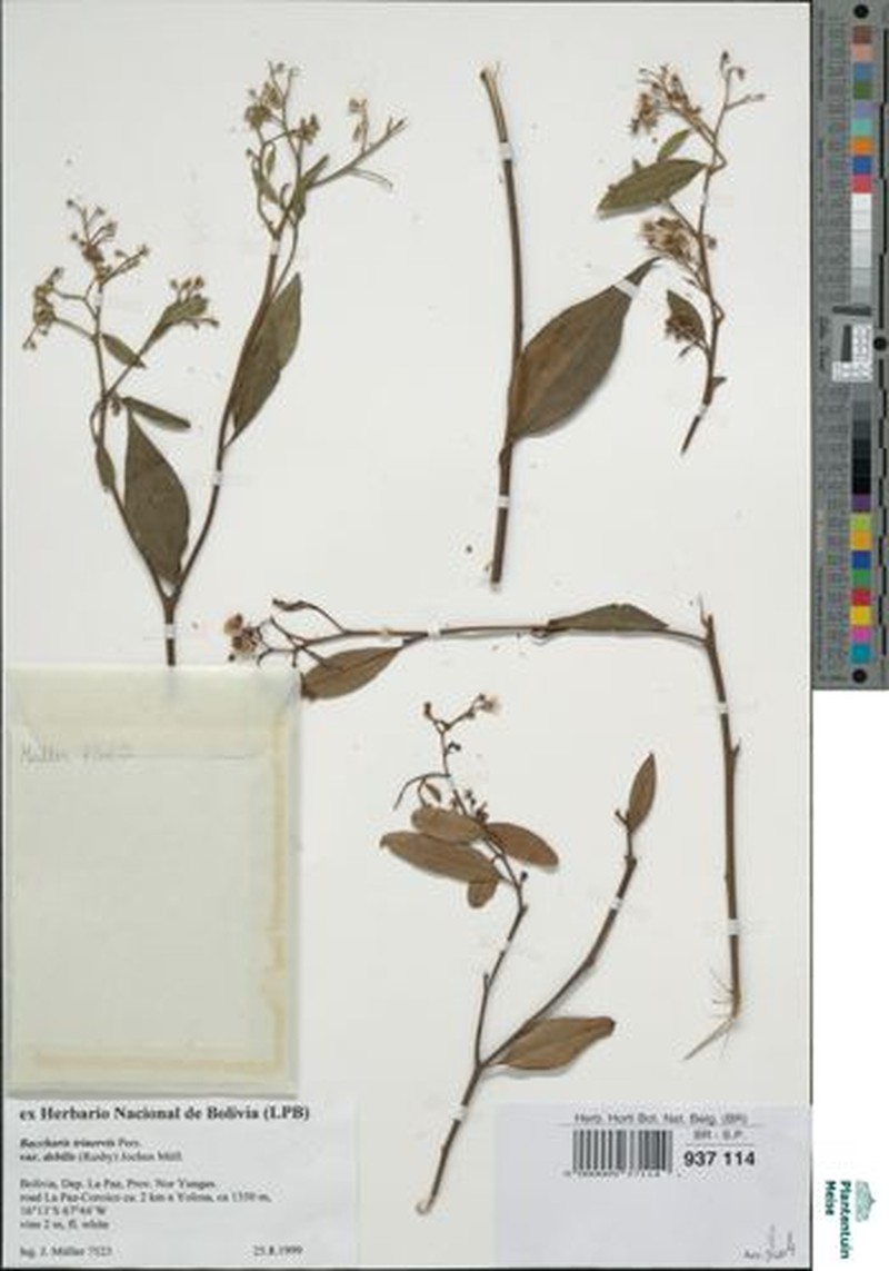 Baccharis trinervis var. debilis photo 2