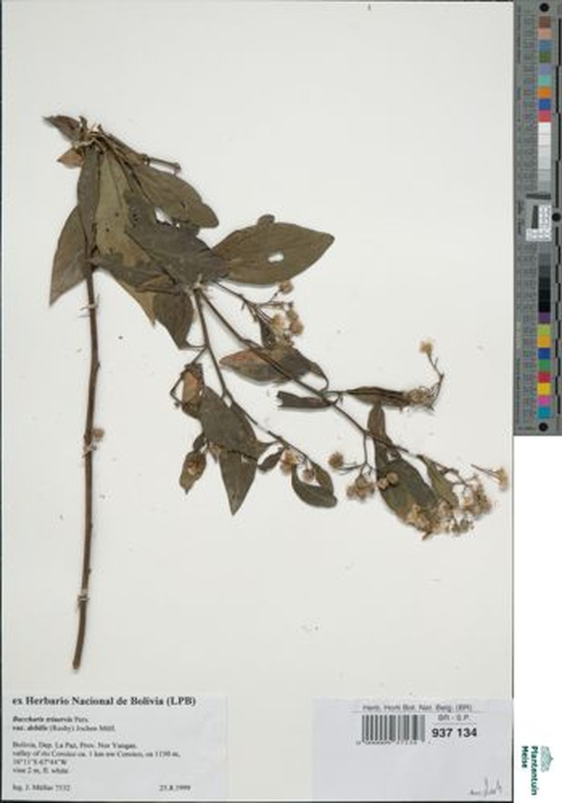 Baccharis trinervis var. debilis photo 4