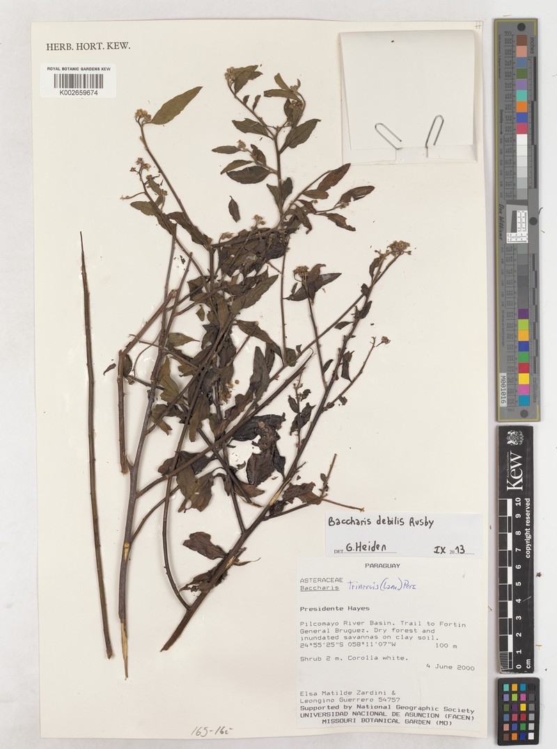 Baccharis trinervis var. debilis photo 5