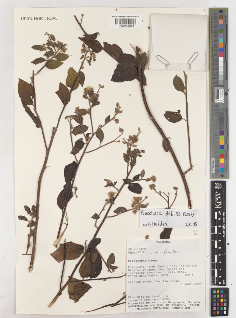 Baccharis trinervis var. debilis photo 6