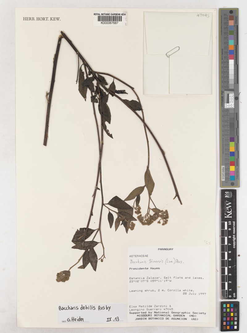 Baccharis trinervis var. debilis photo 7