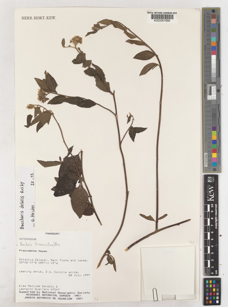 Baccharis trinervis var. debilis photo 8