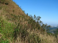 Baccharis trineura