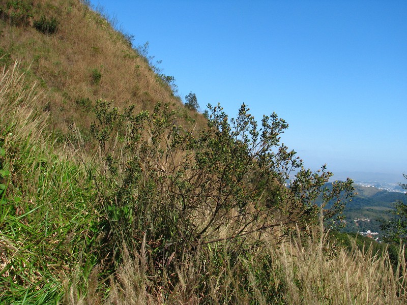 Baccharis trineura photo 2