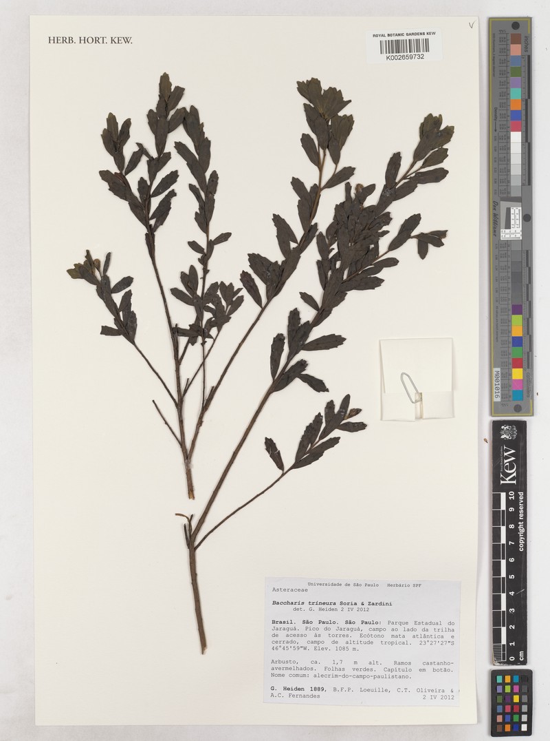 Baccharis trineura photo 3
