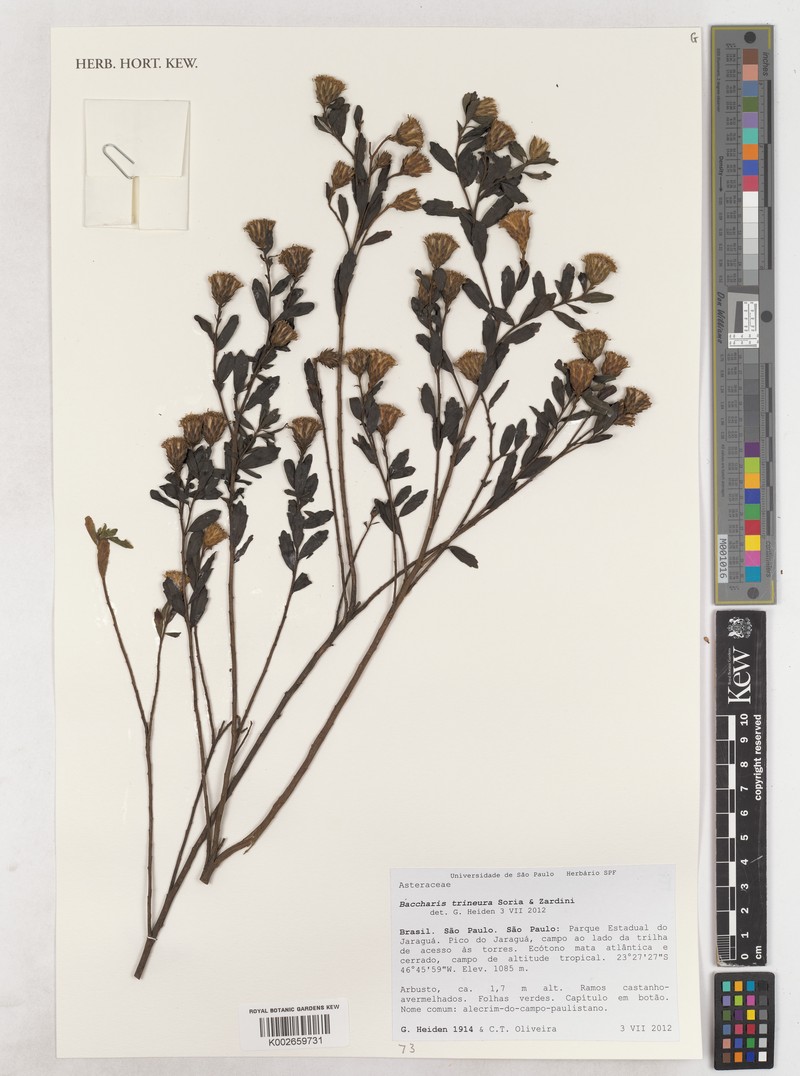Baccharis trineura photo 4