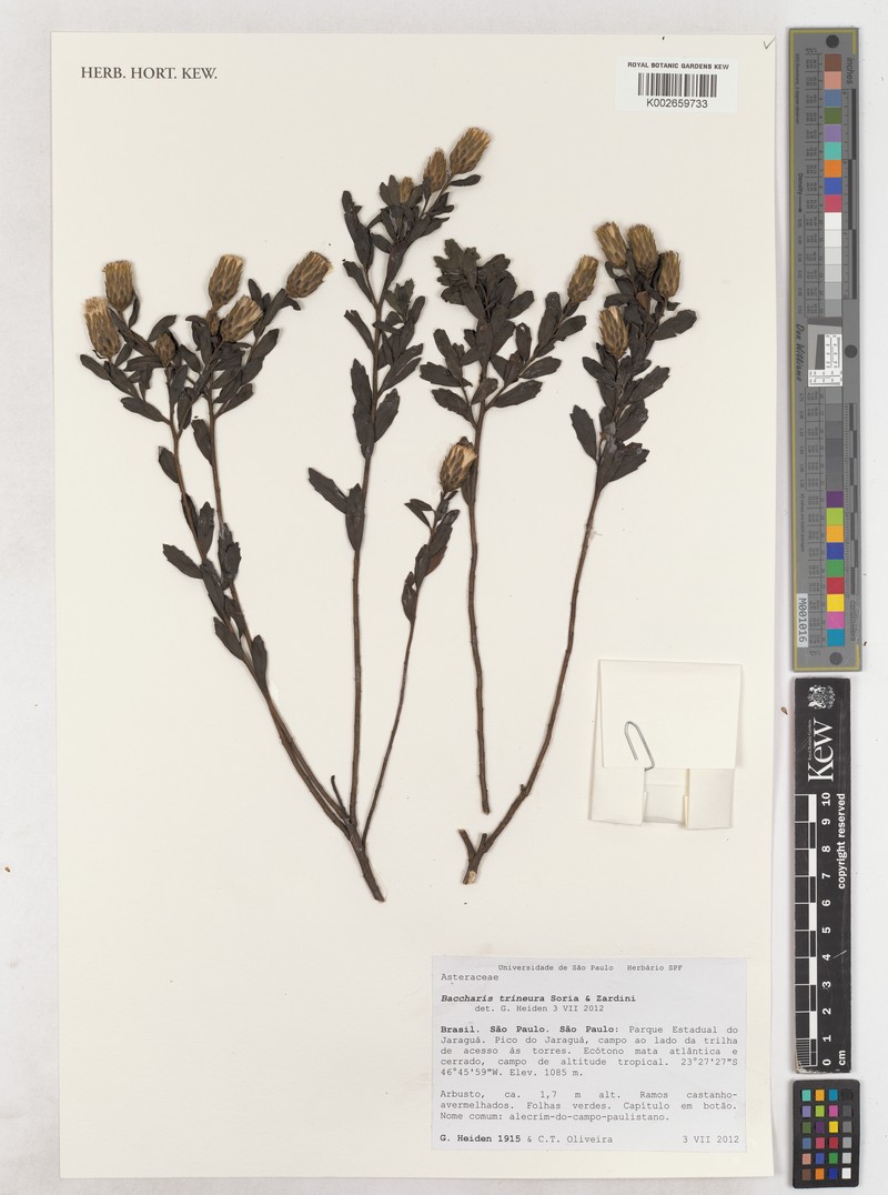 Baccharis trineura photo 5