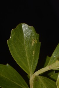 Baccharis truncata