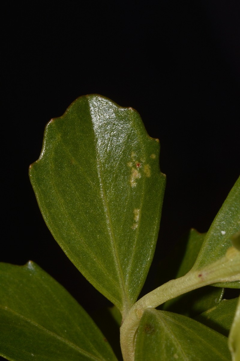 Baccharis truncata