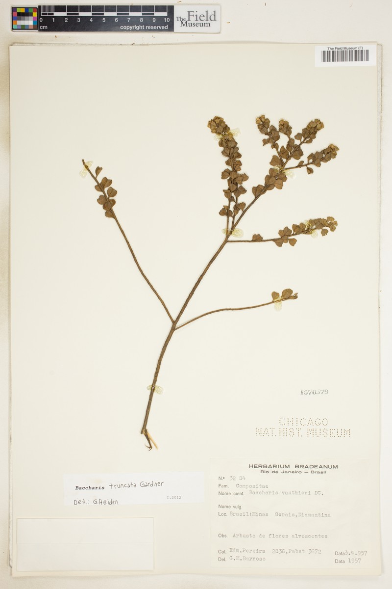 Baccharis truncata photo 4