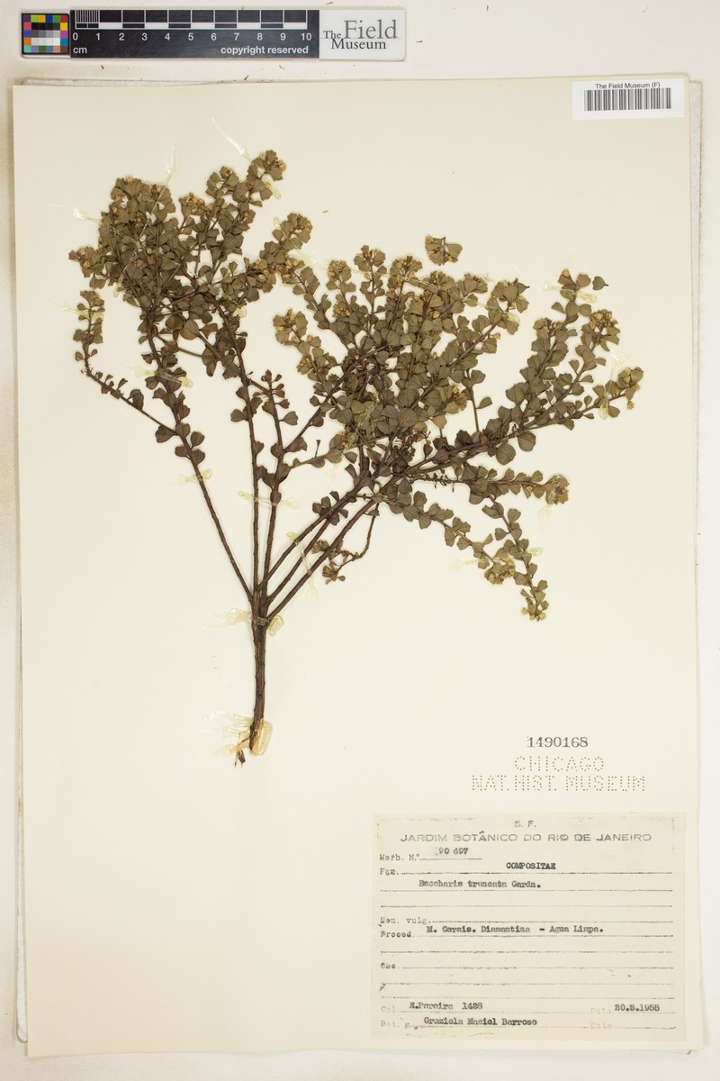 Baccharis truncata photo 5