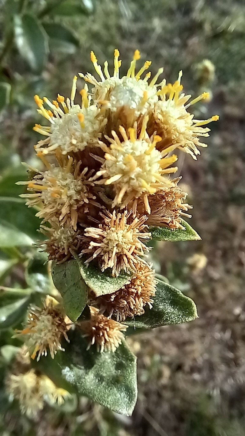 Baccharis tucumanensis
