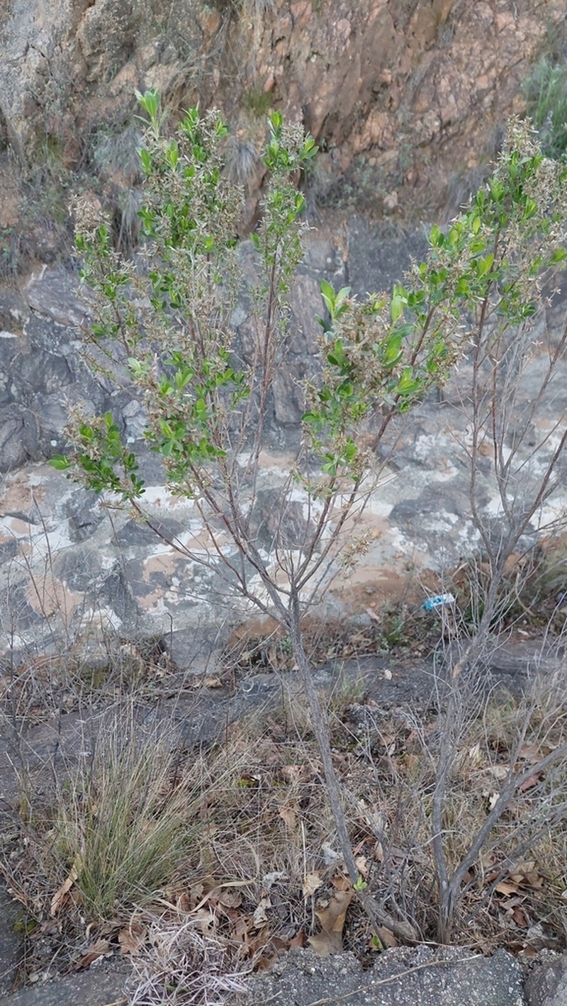 Baccharis tucumanensis photo 2