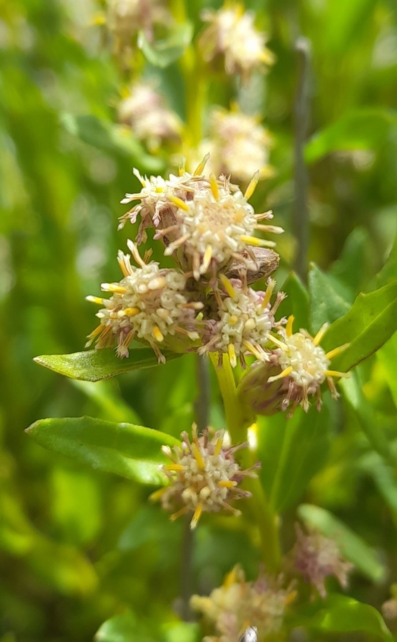 Baccharis tucumanensis photo 3