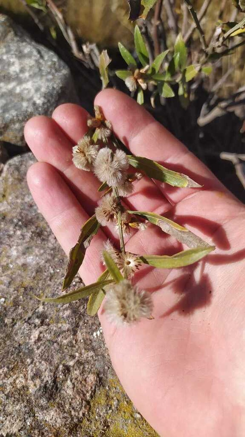 Baccharis tucumanensis photo 4