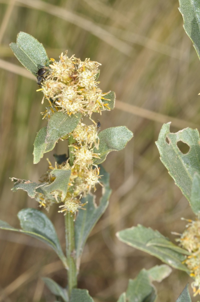 Baccharis tucumanensis photo 5