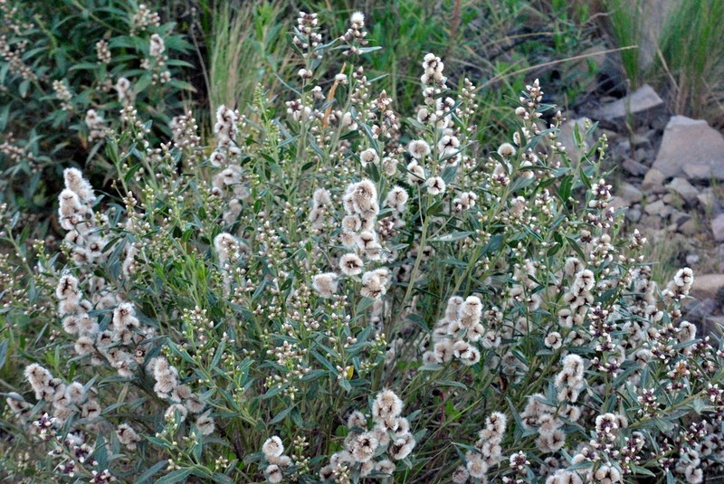 Baccharis tucumanensis photo 6
