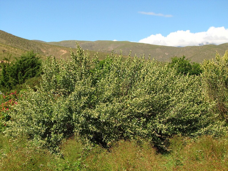 Baccharis tucumanensis photo 7