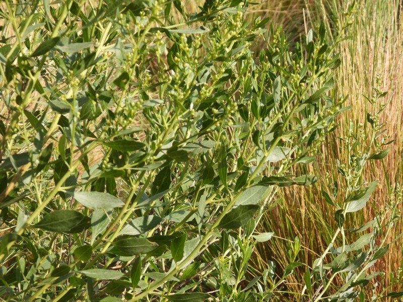 Baccharis tucumanensis photo 8