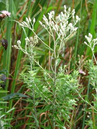 Baccharis uleana