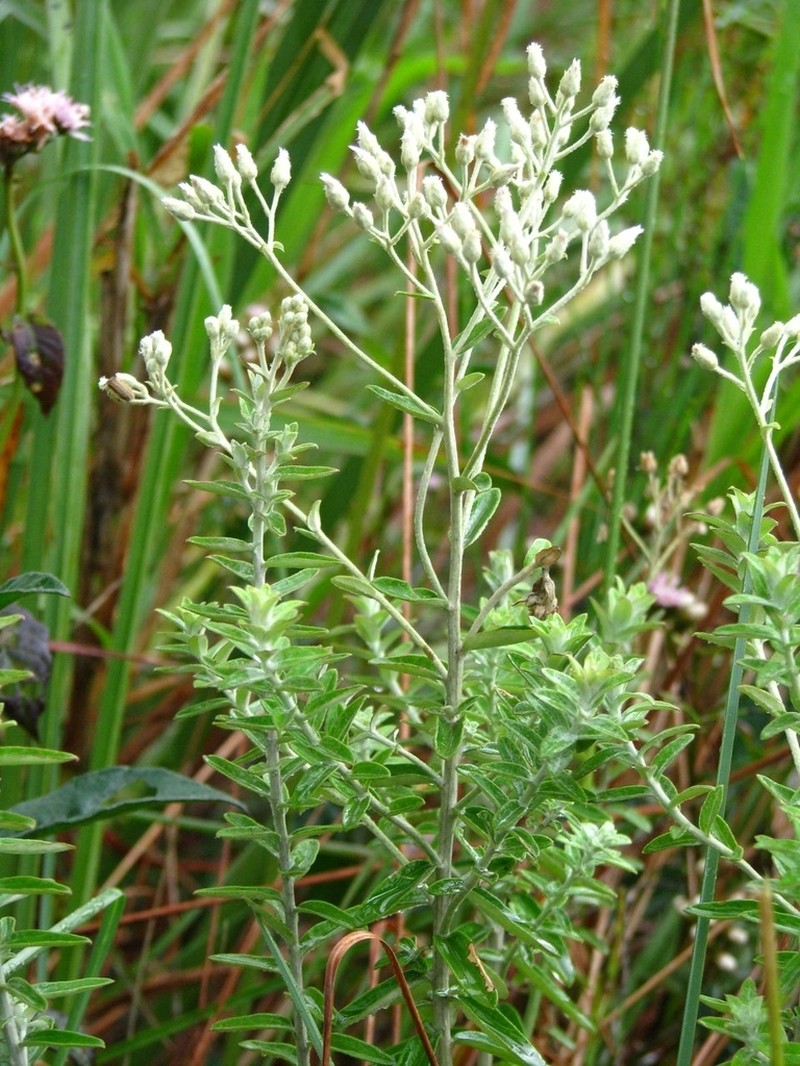 Baccharis uleana