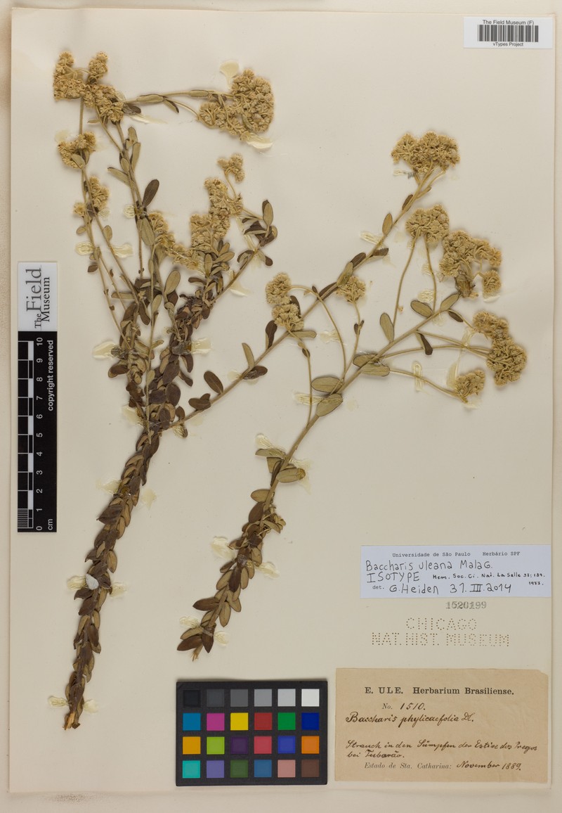 Baccharis uleana photo 3