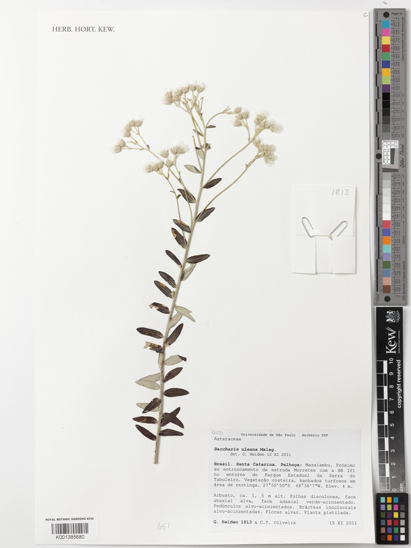 Baccharis uleana photo 4