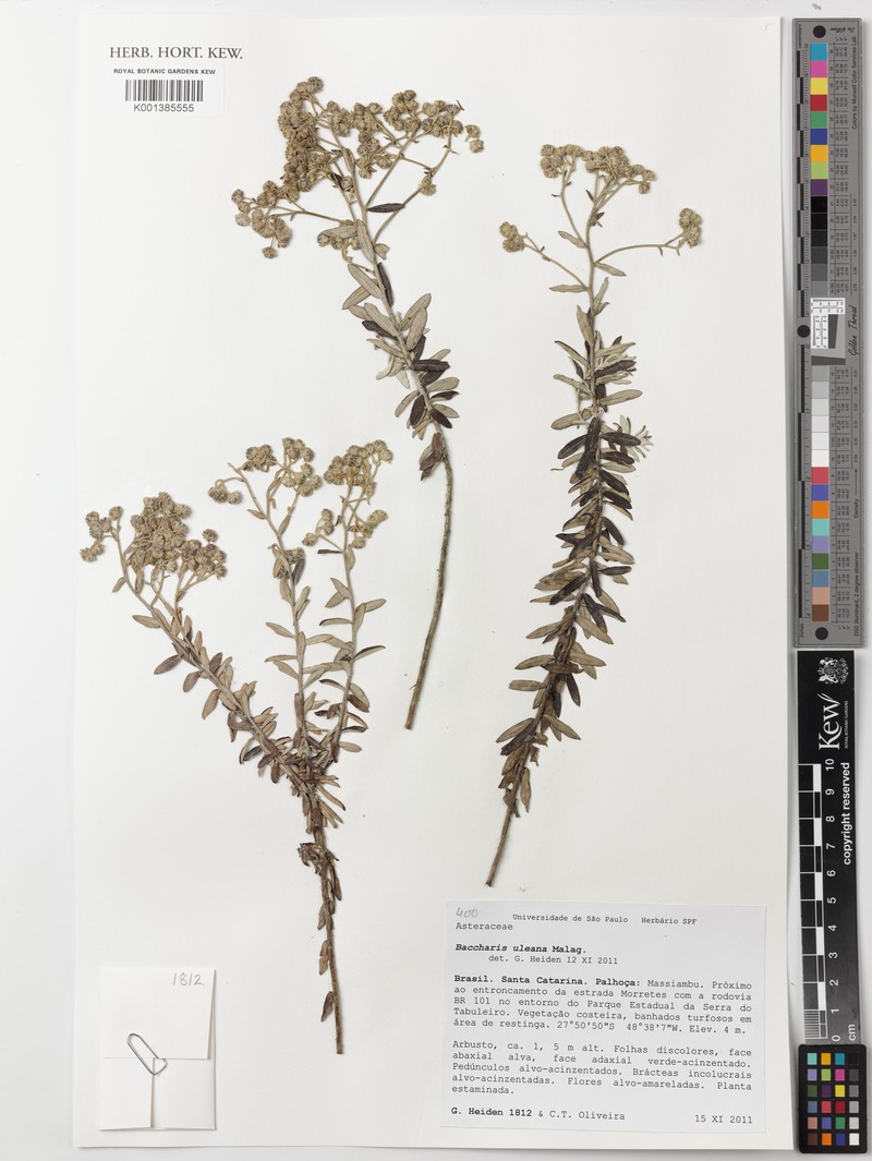 Baccharis uleana photo 5