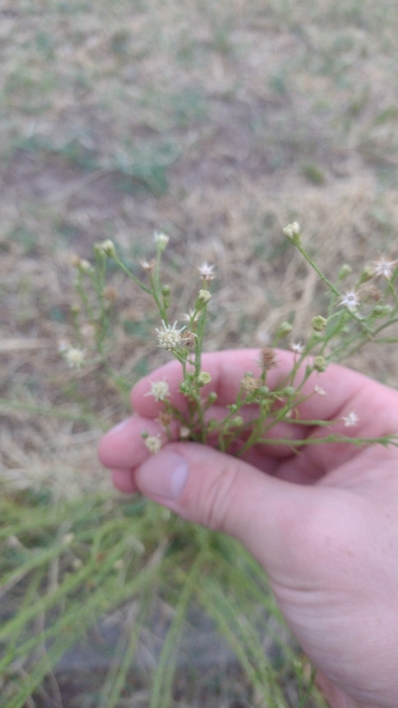 Baccharis ulicina photo 2
