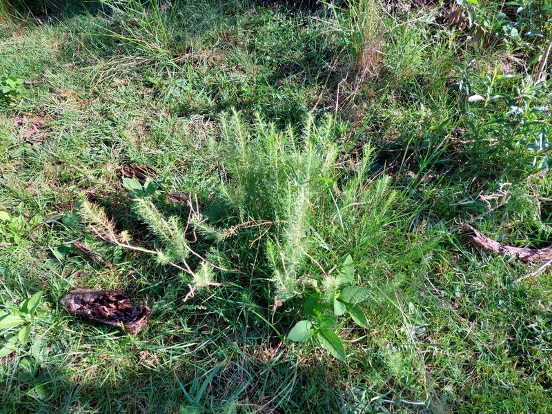 Baccharis ulicina photo 3