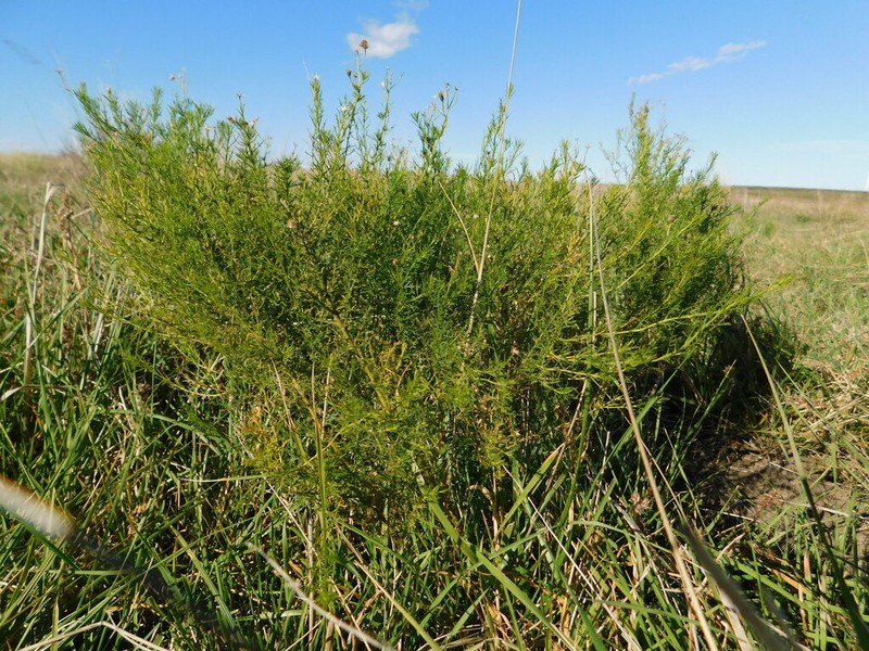 Baccharis ulicina photo 4