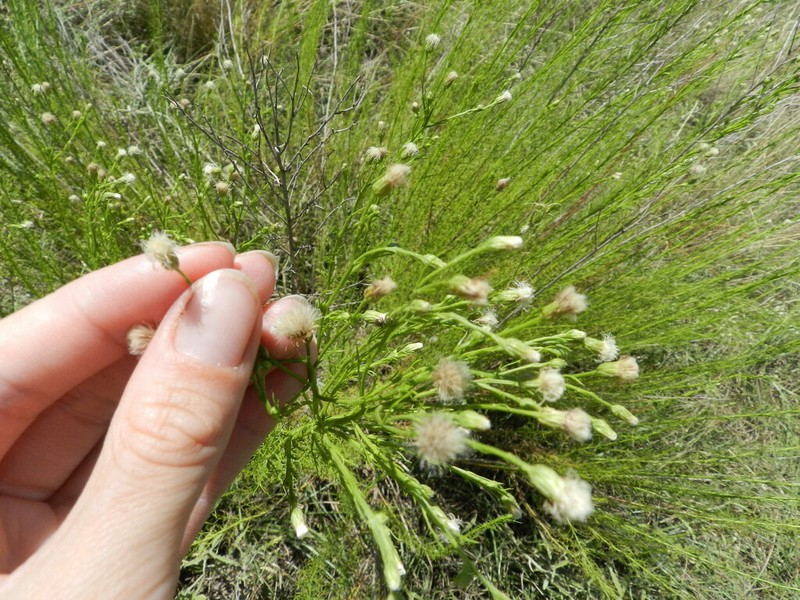 Baccharis ulicina photo 5
