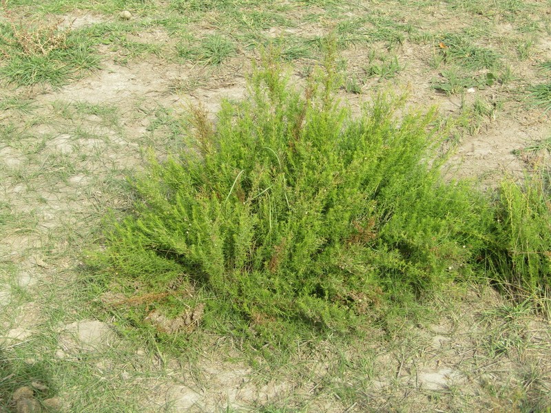 Baccharis ulicina photo 6